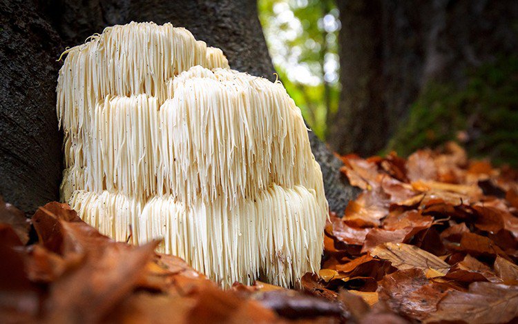 The Regal Renaissance of Lion's Mane: A History of Cognitive Wellness